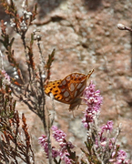 Queen of Spain Fritillary (Issoria lathonia)