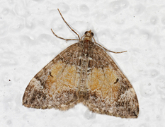 Common Marbled Carpet (Dysstroma truncata)