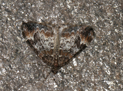 Common Marbled Carpet (Dysstroma truncata)