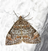 Common Marbled Carpet (Dysstroma truncata)