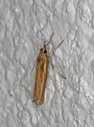 Common Grass-veneer (Agriphila tristella)
