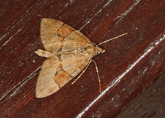 Grey Pine Carpet (Thera obeliscata)