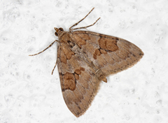 Grey Pine Carpet (Thera obeliscata)