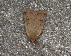 Lesser Yellow Underwing (Noctua comes)