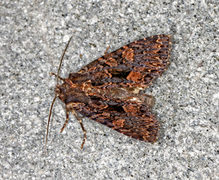 Høstlærfly (Mniotype satura)