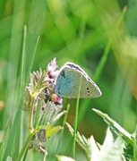 Green-underside Blue (Glaucopsyche alexis)