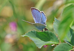Green-underside Blue (Glaucopsyche alexis)