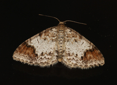 Almemåler (Venusia blomeri)