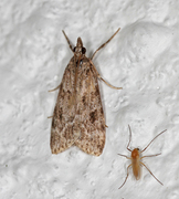 Common Grey (Scoparia ambigualis)