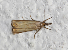 Garden Grass-veneer (Chrysoteuchia culmella)