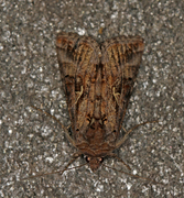 Gammafly (Autographa gamma)