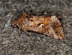 Gammafly (Autographa gamma)