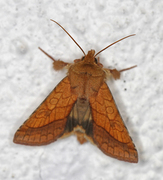 Gullfagerfly (Pyrrhia umbra)