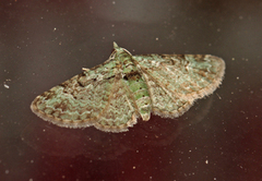Green Pug (Pasiphila rectangulata)
