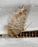 Sharp-angled Peacock (Macaria alternata)