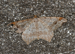 Sharp-angled Peacock (Macaria alternata)