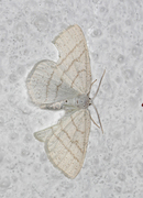 Common White Wave (Cabera pusaria)