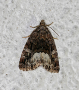 Marbled White Spot (Deltote pygarga)