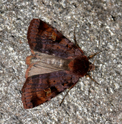 Rødfrynset teglfly (Diarsia brunnea)