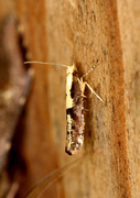 Apple Fruit Moth (Argyresthia conjugella)