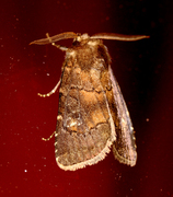 Skyggefly (Rusina ferruginea)