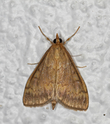 Maispyralide (Ostrinia nubilalis)