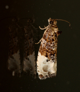 Marbled Orchard Tortrix (Hedya nubiferana)