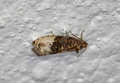 Marbled Orchard Tortrix (Hedya nubiferana)