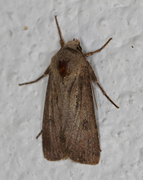 Variabelt flatfly (Conistra vaccinii)