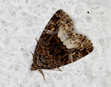 Marbled White Spot (Deltote pygarga)