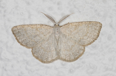 Common Wave (Cabera exanthemata)