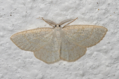 Gul sankthansmåler (Cabera exanthemata)