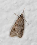 Common Grey (Scoparia ambigualis)