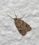 Junimosemott (Scoparia ambigualis)