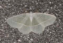 Light Emerald (Campaea margaritaria)