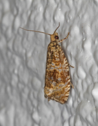 Olivenprydvikler (Celypha lacunana)