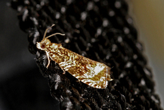 Olivenprydvikler (Celypha lacunana)