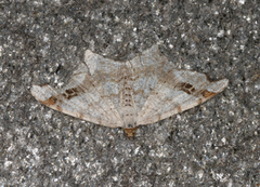 Sharp-angled Peacock (Macaria alternata)