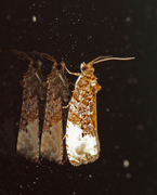 Marbled Orchard Tortrix (Hedya nubiferana)