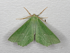 Large Emerald (Geometra papilionaria)