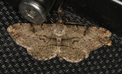 Willow Beauty (Peribatodes rhomboidaria)