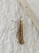 Diamond-back Moth (Plutella xylostella)