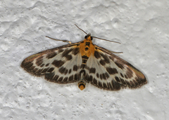 Nesleengmott (Anania hortulata)