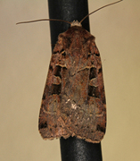 Fiolettbrunt bakkefly (Xestia stigmatica)