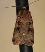 Square-spotted Clay (Xestia stigmatica)