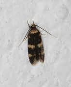 Oegoconia deauratella