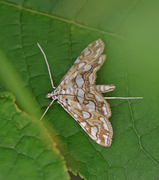 Brown China-mark (Elophila nymphaeata)