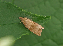 Løvetannprydvikler (Celypha striana)