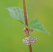 Porselensdammott (Nymphula nitidulata)