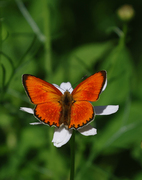 Scarce Copper (Lycaena virgaureae)